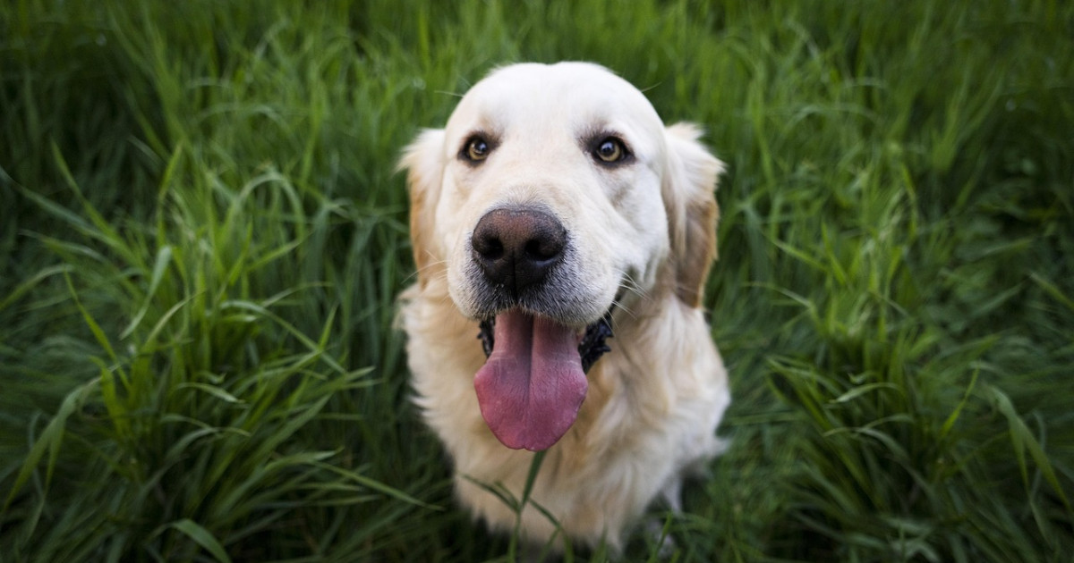 Warum riechen Hunde & Katzen so aus dem Maul – und was ich dagegen getan habe